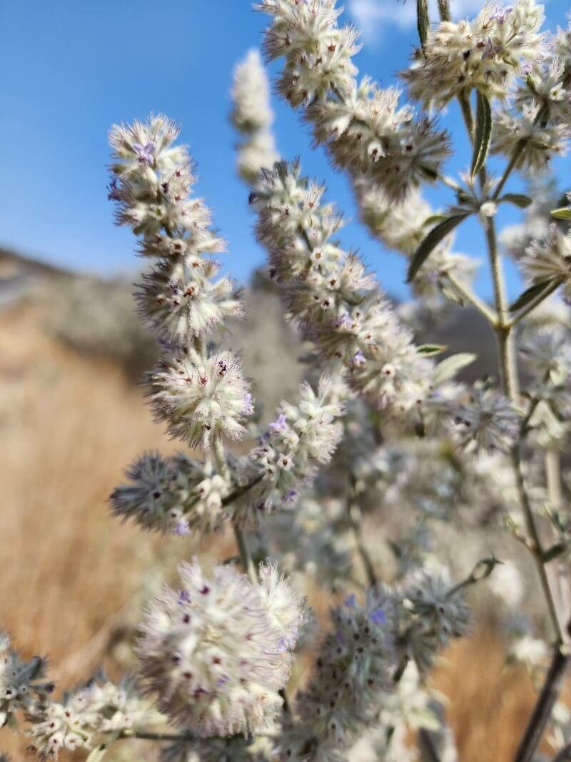 Condea albida flower