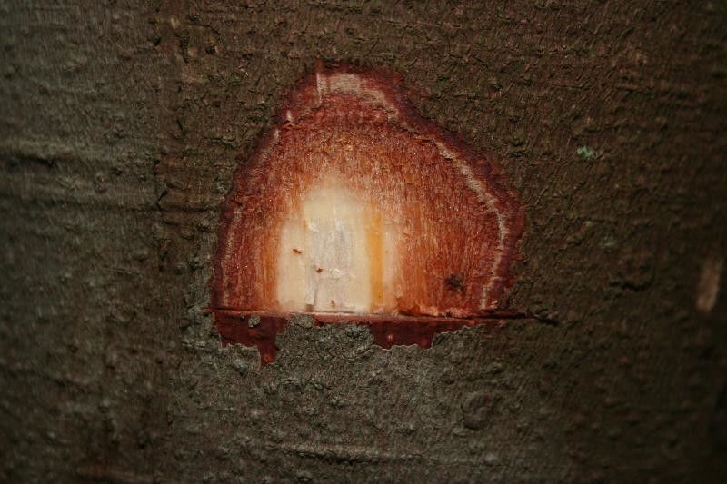 Protium sagotianum other