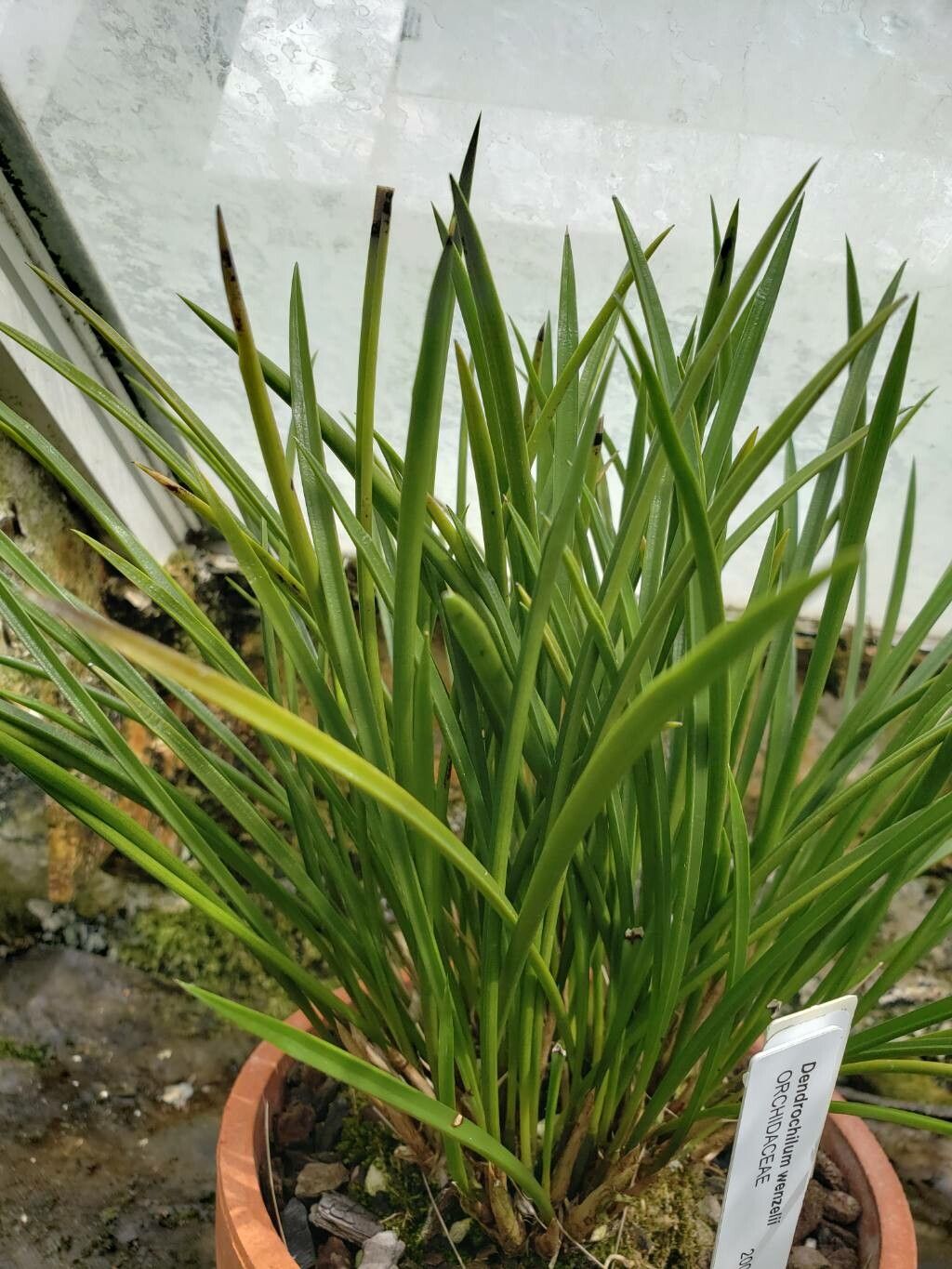 Coelogyne wenzelii — houseplant care guide