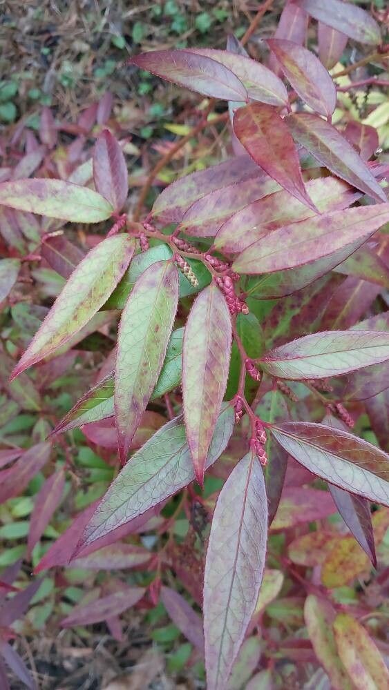 Leucothoe keiskei — related species from the same genus