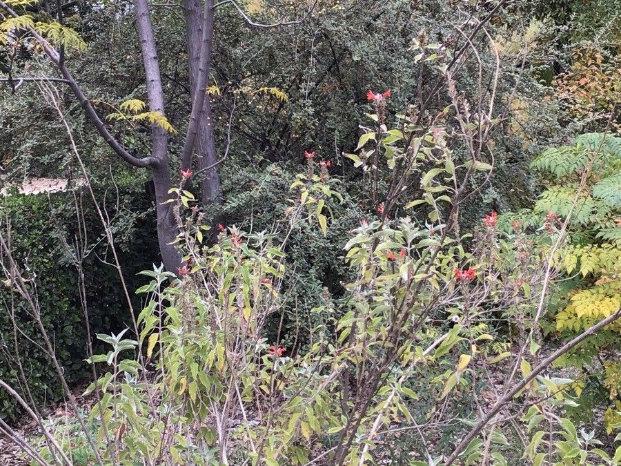 Colquhounia coccinea leaf