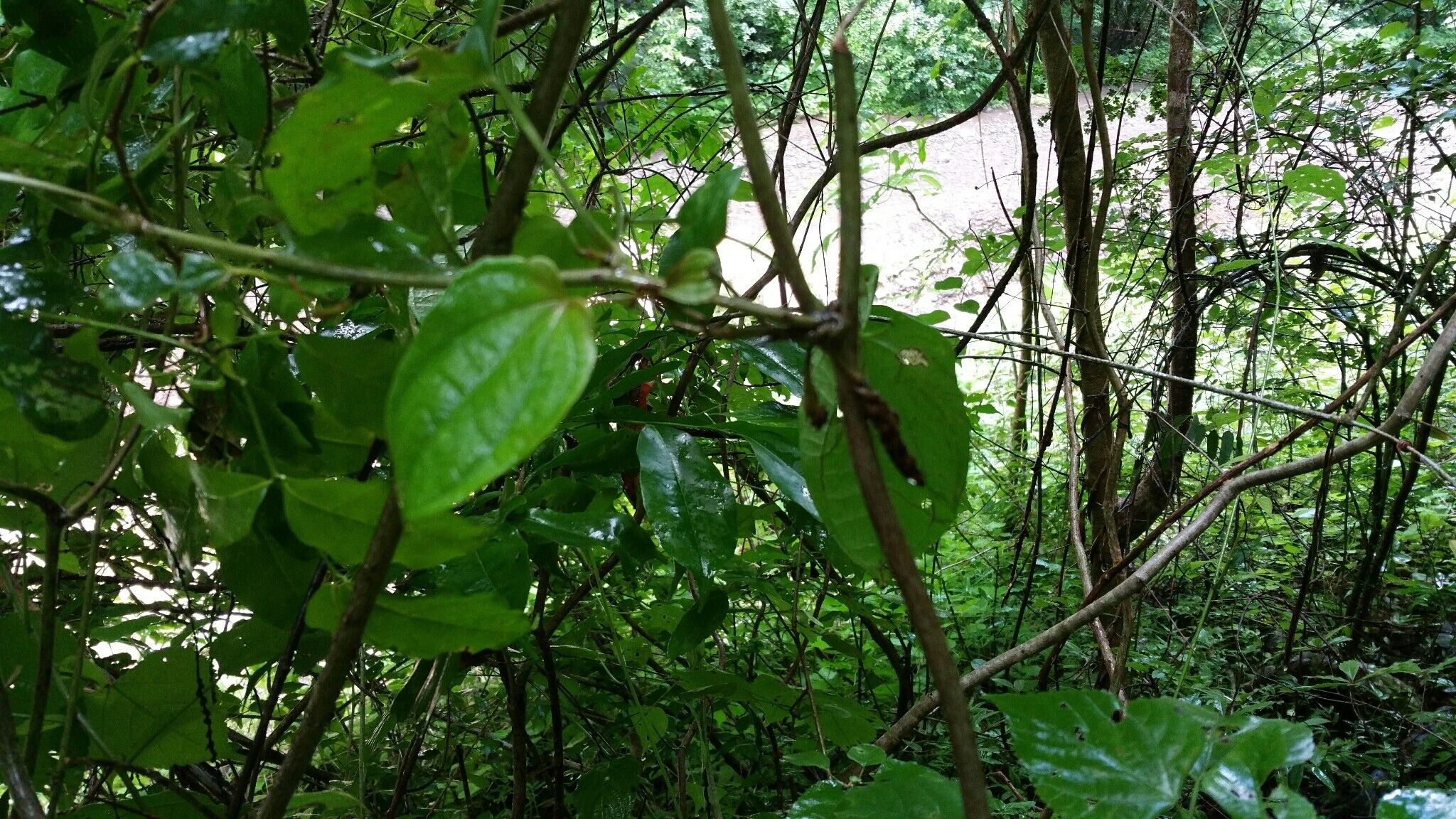 Dioscorea bako — houseplant care guide