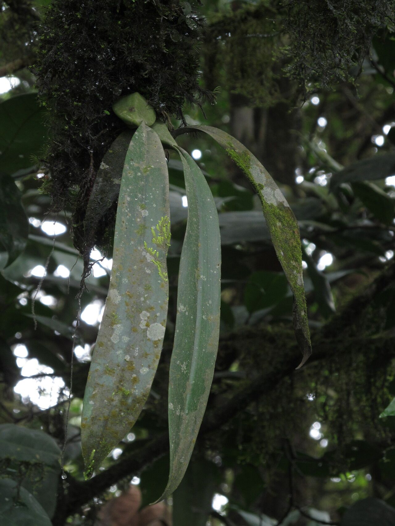 Bulbophyllum comatum — houseplant care guide