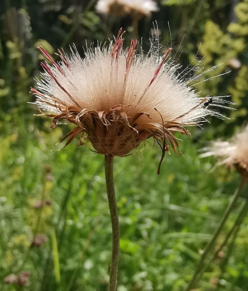 Cirsium pannonicum fruit