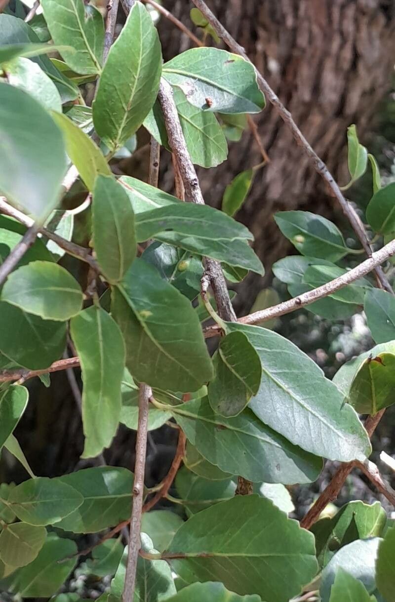 Cynanchum diemii — search result for 'Cynanchum'