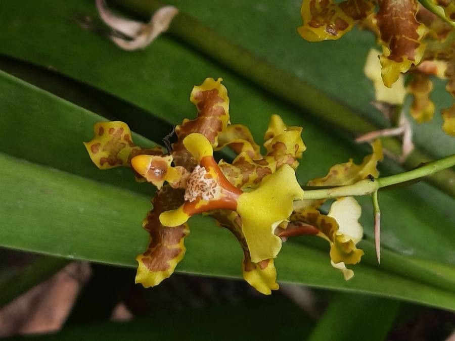 Oncidium lineoligerum flower