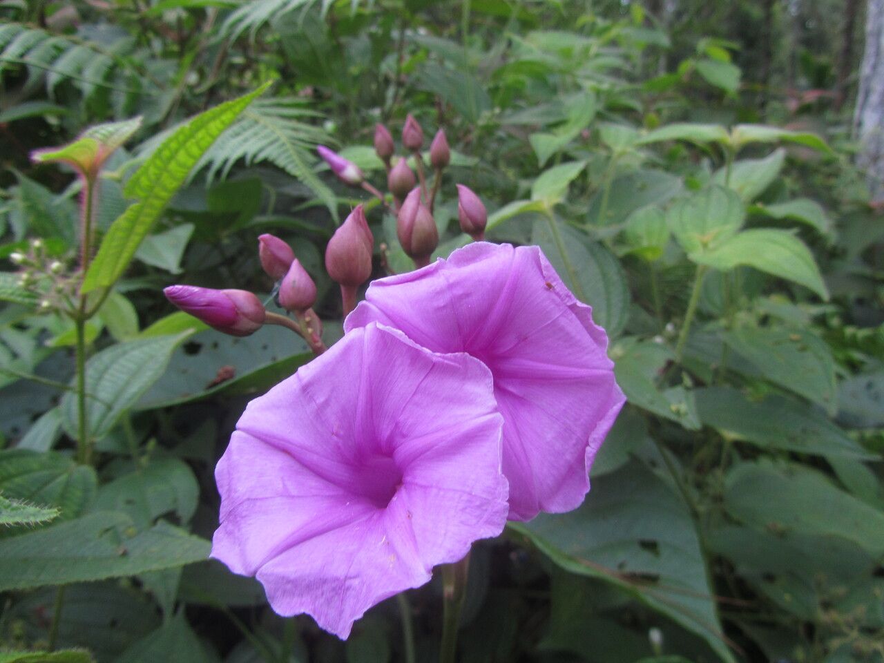 Ipomoea philomega flower
