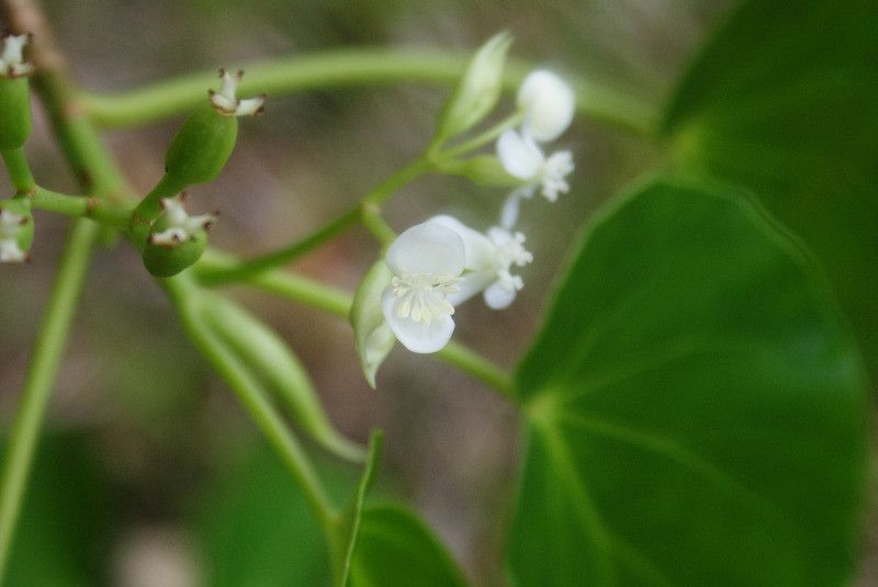Begonia salaziensis flower
