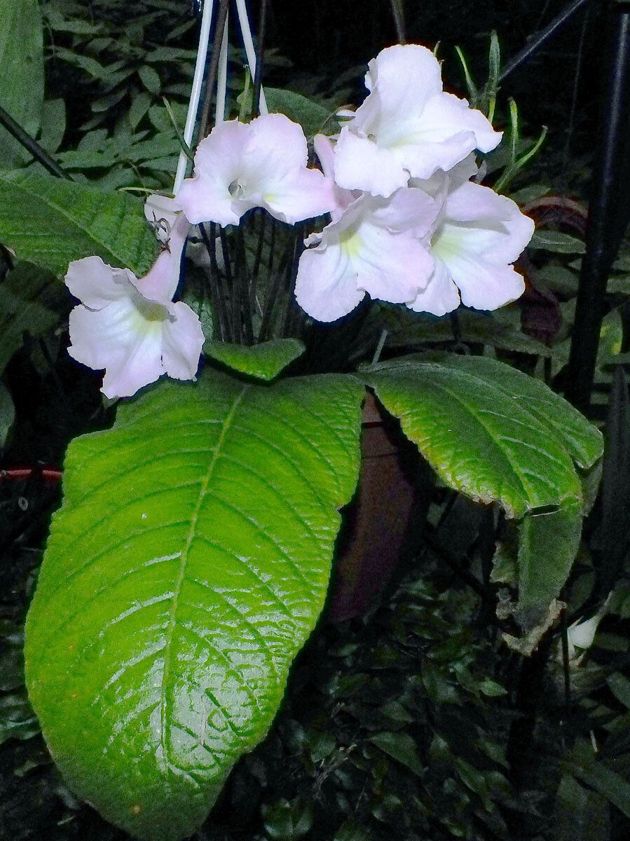Streptocarpus prolixus — search result for 'Streptocarpus'