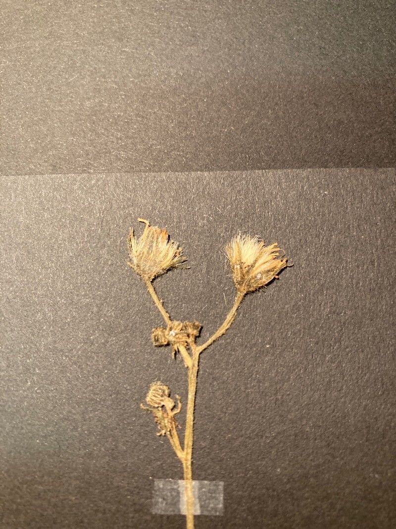 Hieracium caesium flower