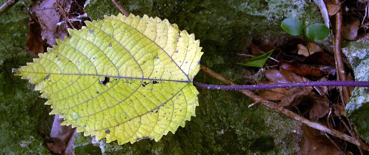 Dendrocnide peltata — search result for 'Dendrocnide'