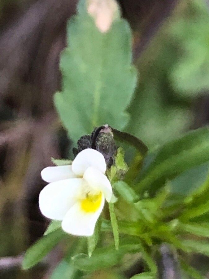 Viola kitaibeliana flower
