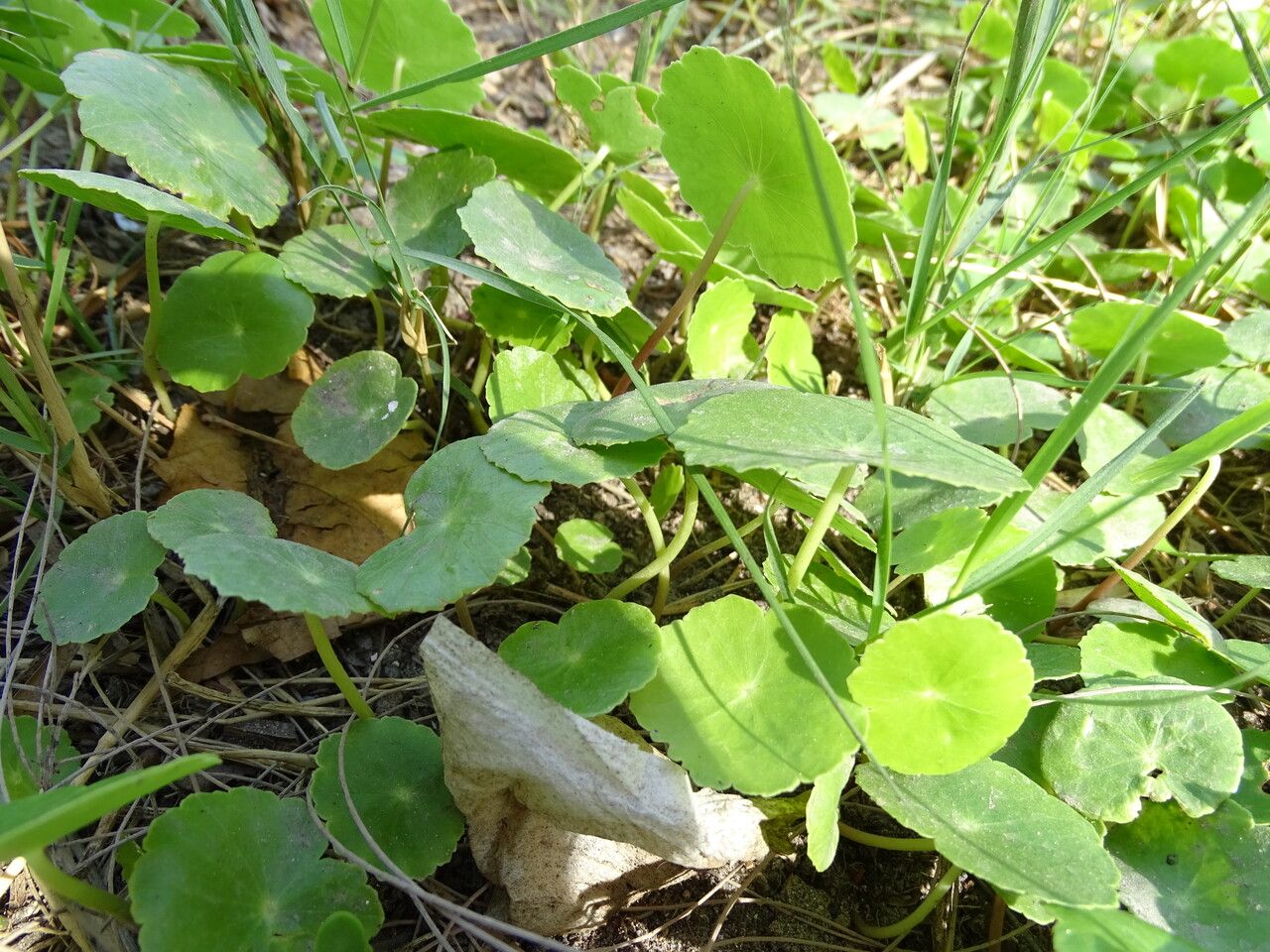 Hydrocotyle verticillata habit