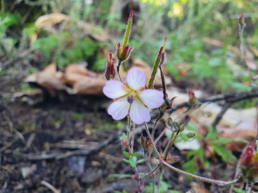 Geranium elamellatum flower