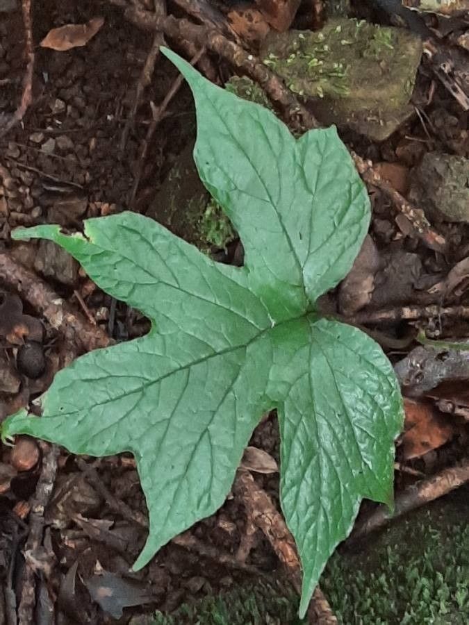 Dorstenia contrajerva leaf