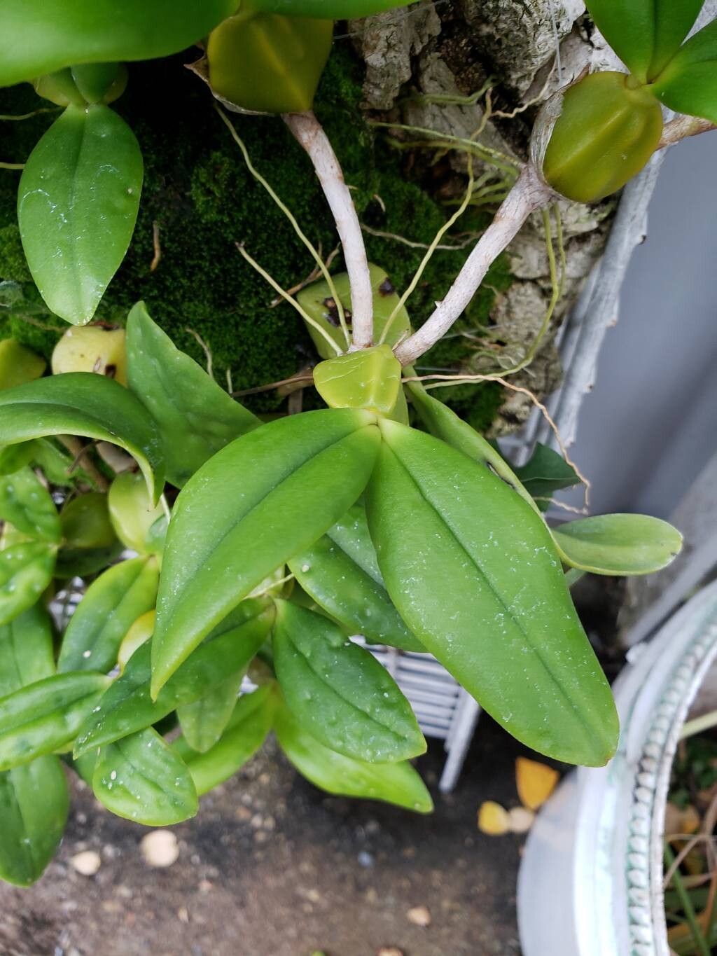 Bulbophyllum sandersonii — houseplant care guide