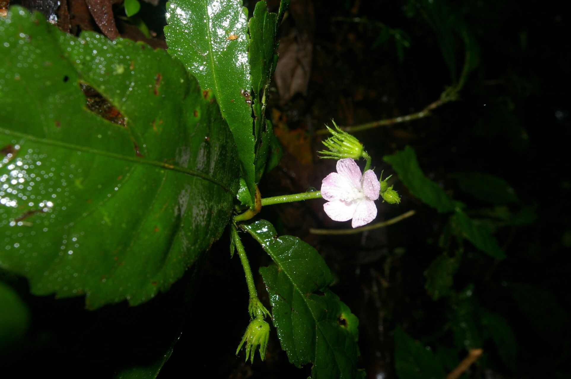 Pavonia castaneifolia flower