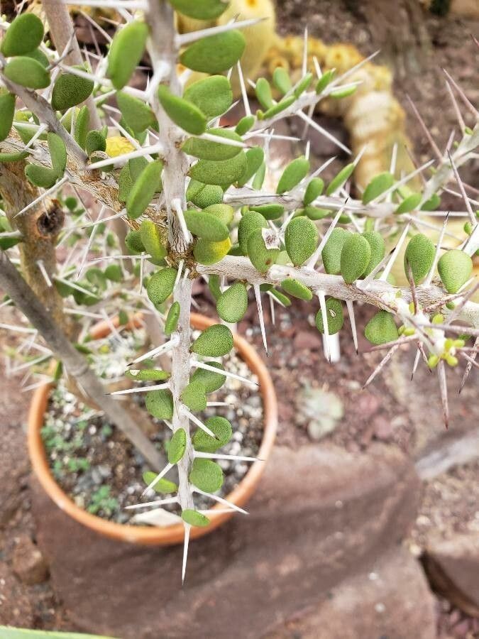 Alluaudia comosa — houseplant care guide