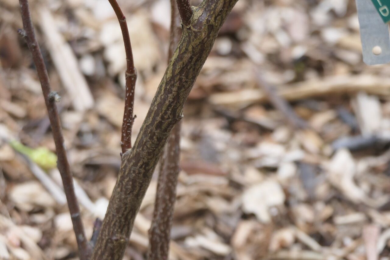 Stachyurus retusus bark