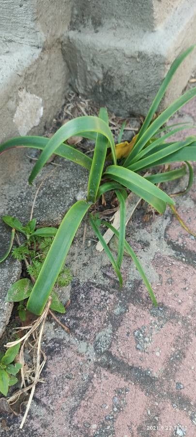 Crinum bulbispermum habit
