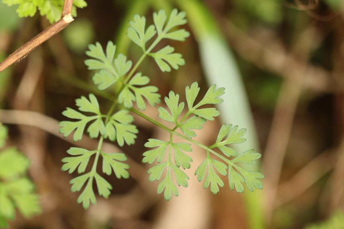 Aegopodium decumbens