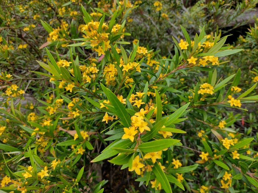 Tristania neriifolia flower