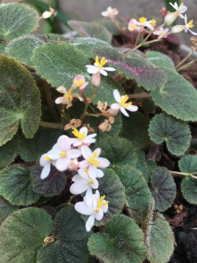 Begonia hoehneana flower