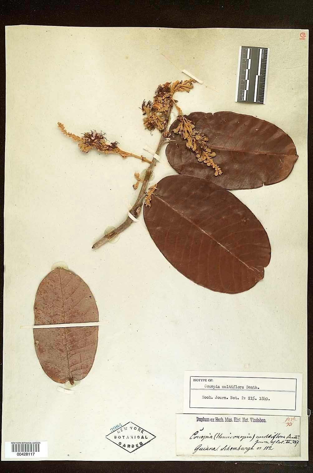 Couepia multiflora — houseplant care guide