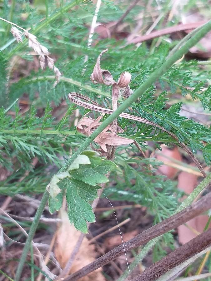 Allium carinatum leaf