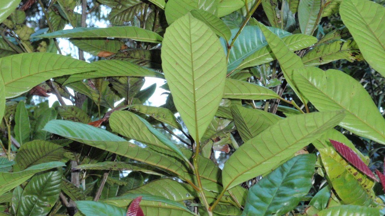 Nothofagus codonandra — search result for 'Nothofagus'