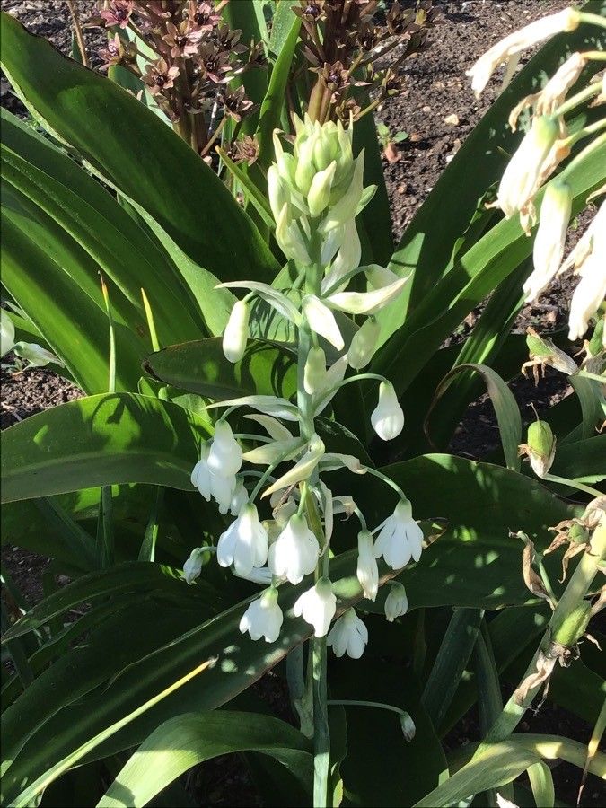 Ornithogalum candicans flower