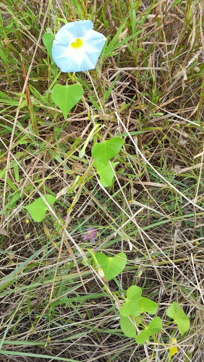 Ipomoea marginisepala habit