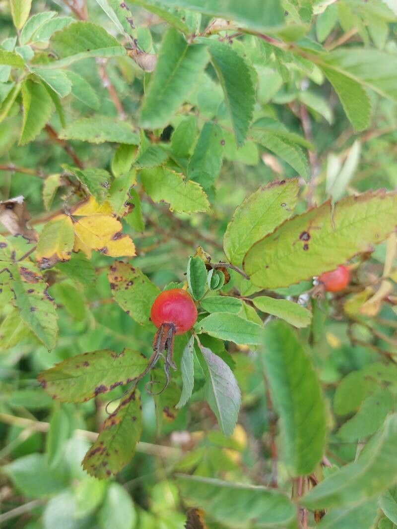 Rosa majalis fruit