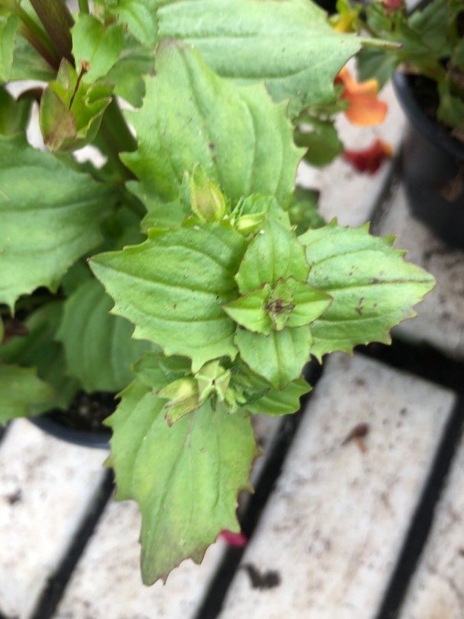 Mimulus Guttatus — search result for 'Perennial or annual'