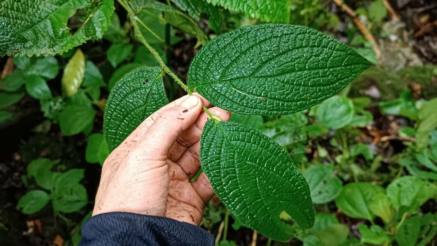 Piper garagaranum — houseplant care guide