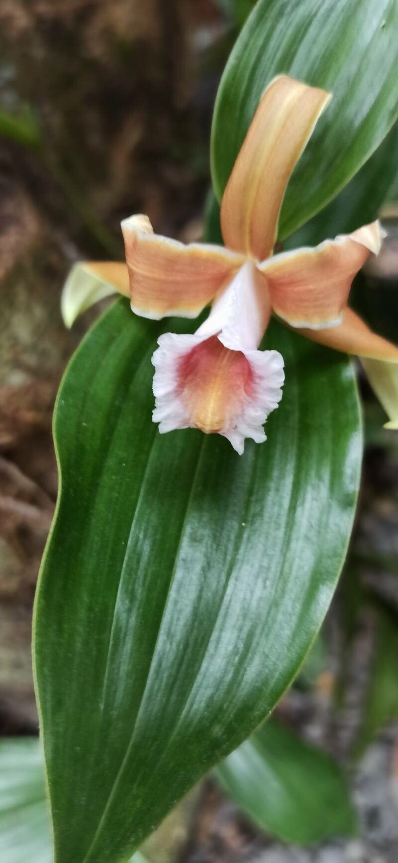 Sobralia atropubescens — related species from the same genus