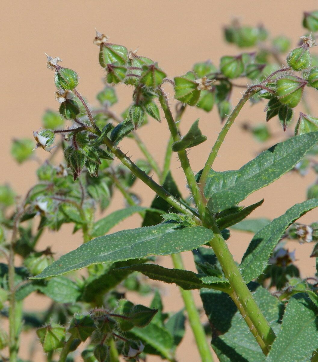 Trichodesma africanum — related species from the same genus