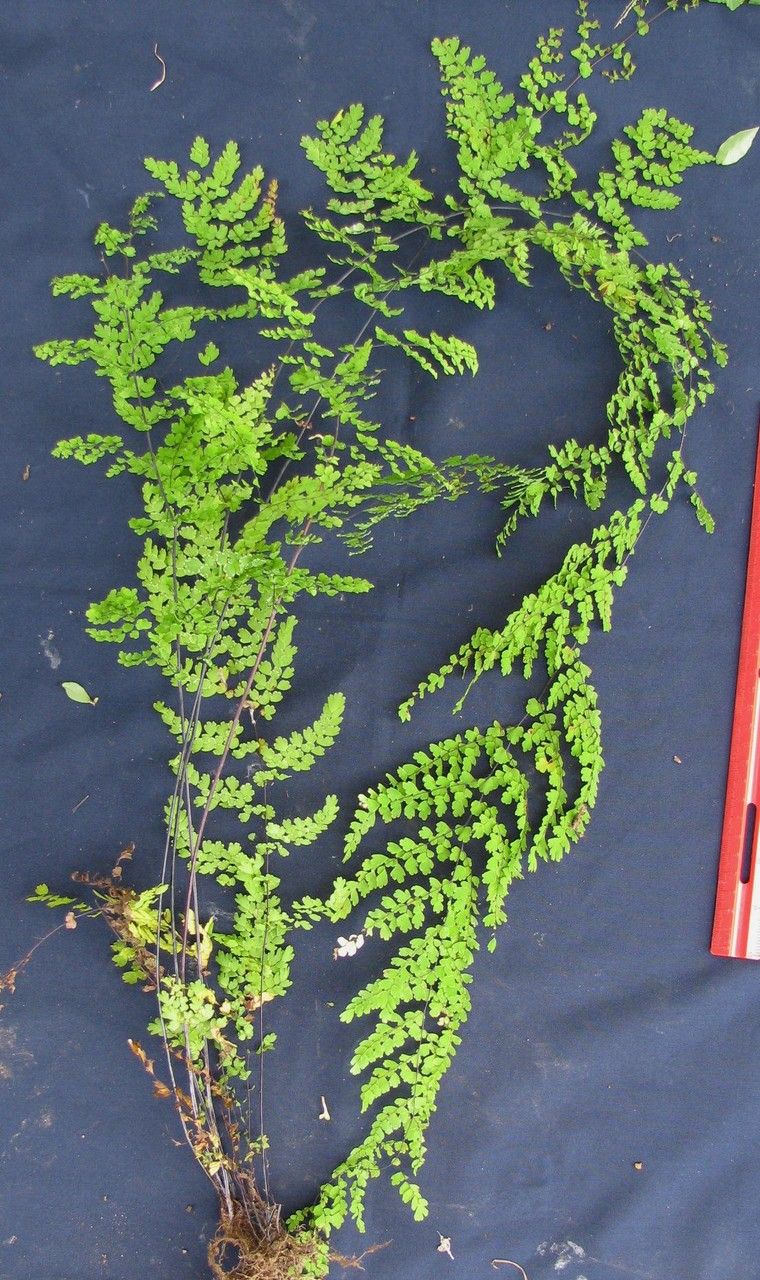 Adiantum concinnum other