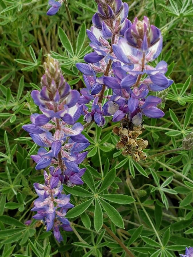 Lupinus lepidus flower