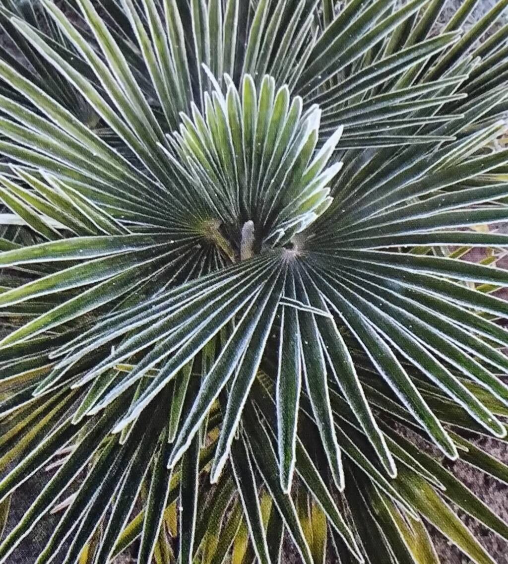 Trachycarpus takil — houseplant care guide