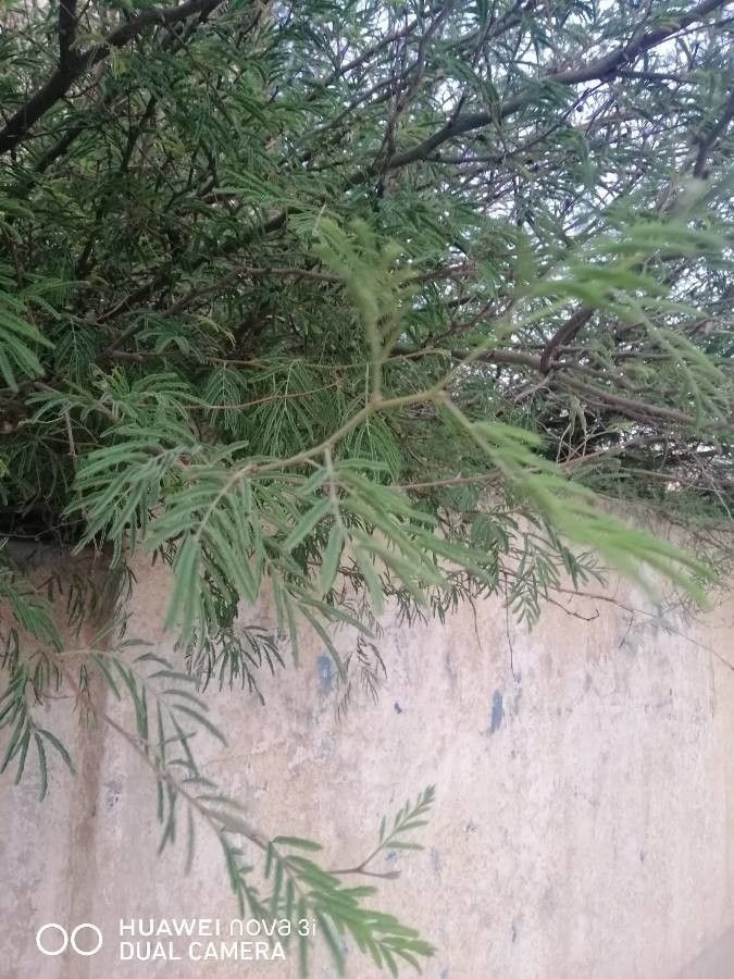 Acacia berlandieri fruit