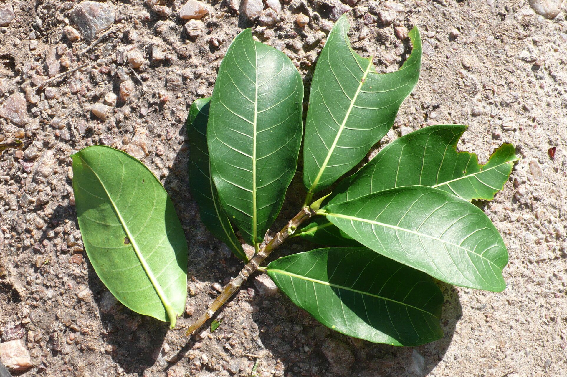 Ficus cyclophylla — houseplant care guide