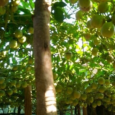 Sandoricum koetjape fruit