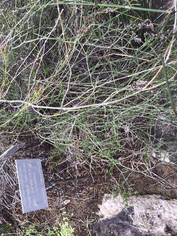 Asparagus nesiotes — houseplant care guide