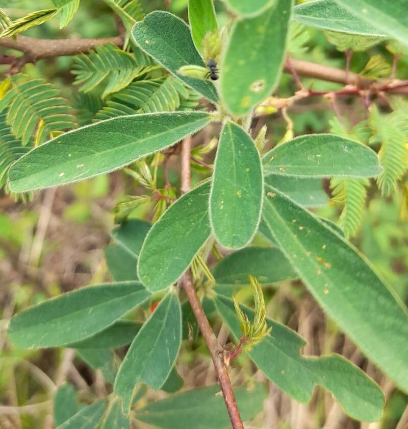 Desmodium cuneatum — search result for 'Desmodium'