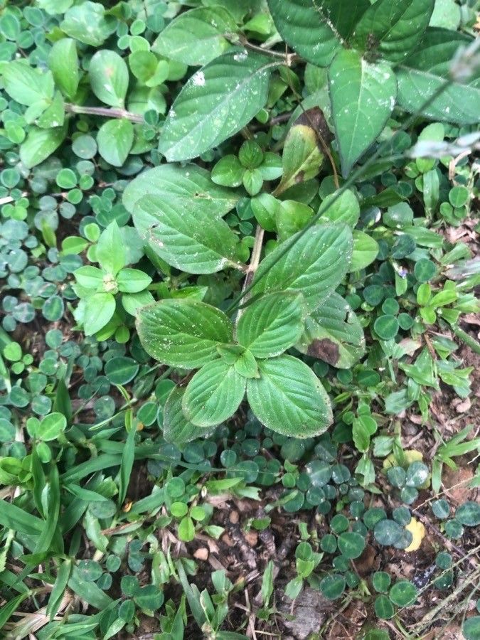 Spermacoce alata — related species from the same genus