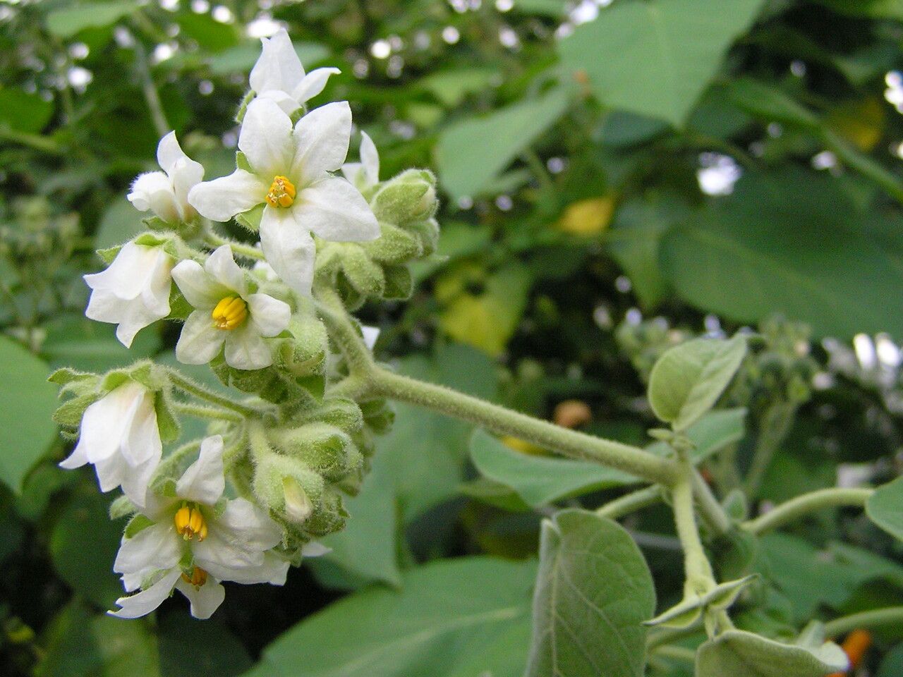 Solanum abutiloides flower