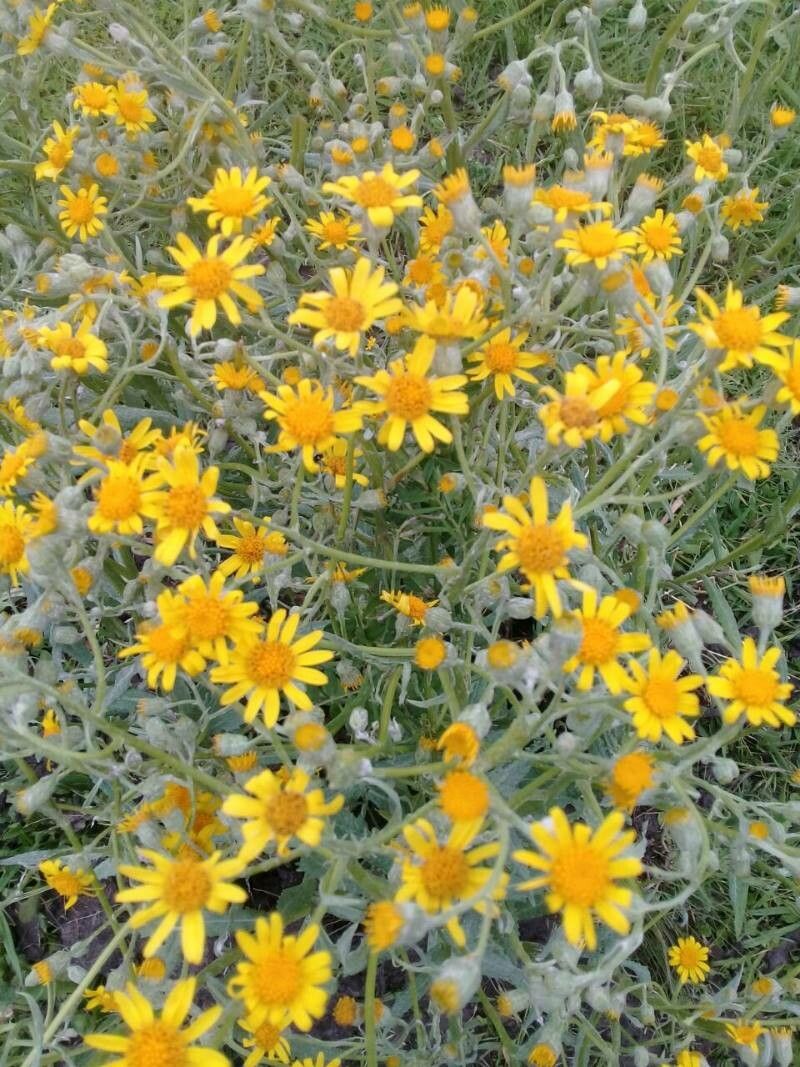 Senecio grisebachii — houseplant care guide