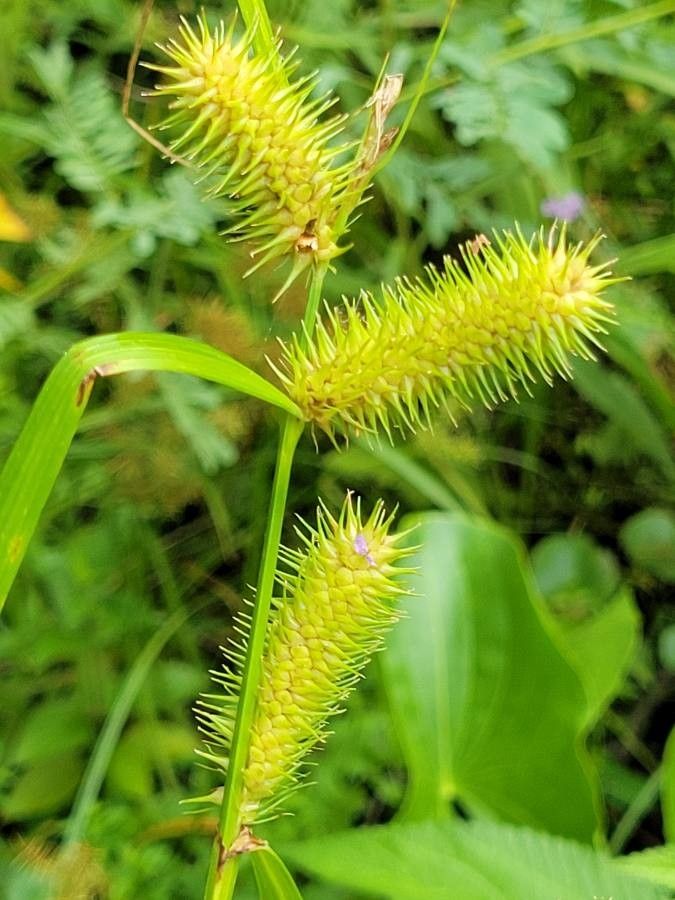 Carex lupuliformis flower