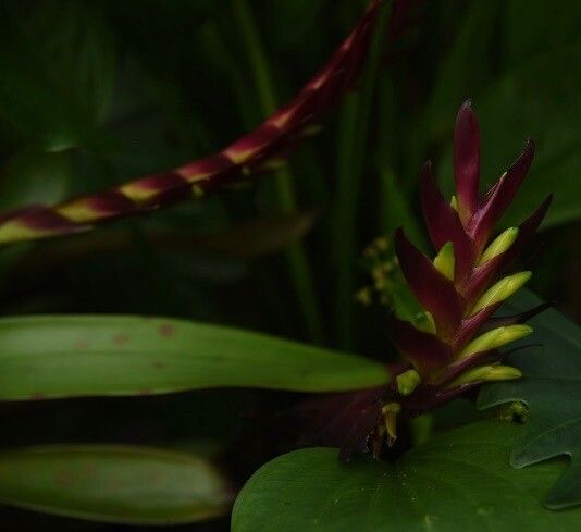 Tillandsia leiboldiana leaf